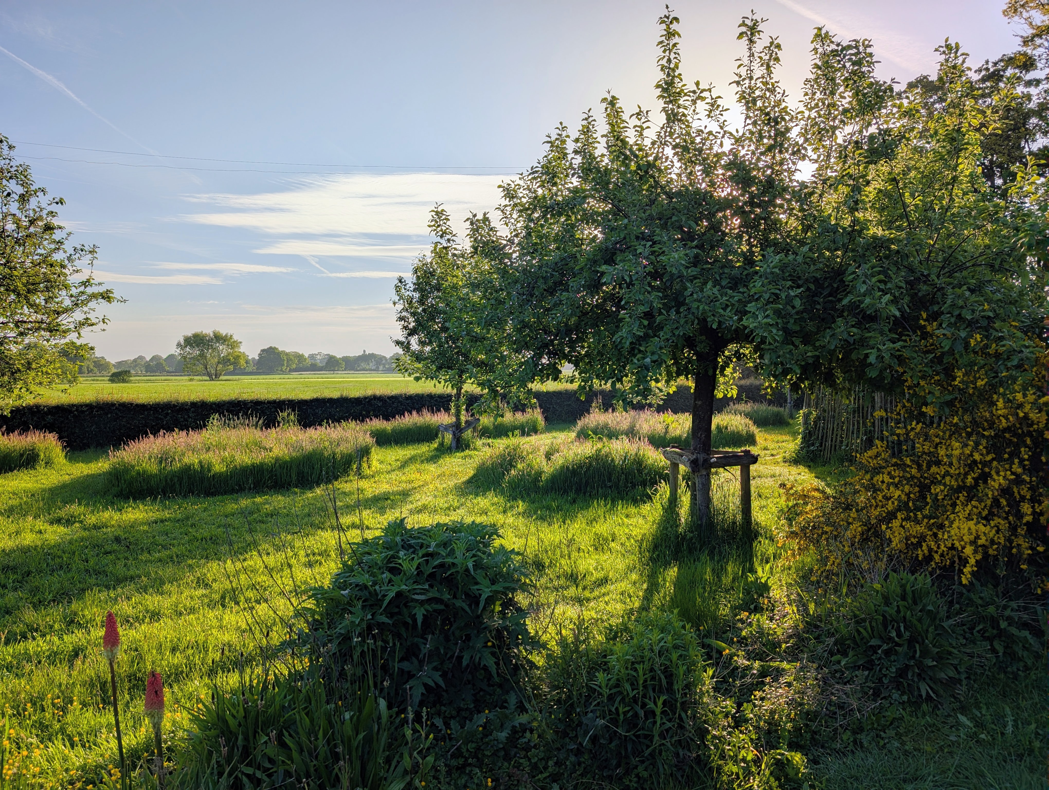 Boomgaard en bloemenweide in de ochtendzon